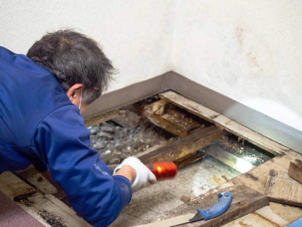 Best Mold Cleaning Services  in Fort Thompson, SD