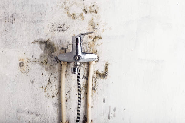 Best Mold Damage Repair  in Fort Thompson, SD