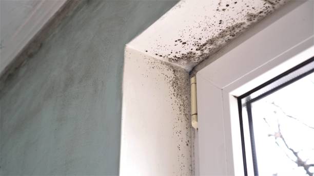 Reliable Fort Thompson, SD Mold Removal Solutions