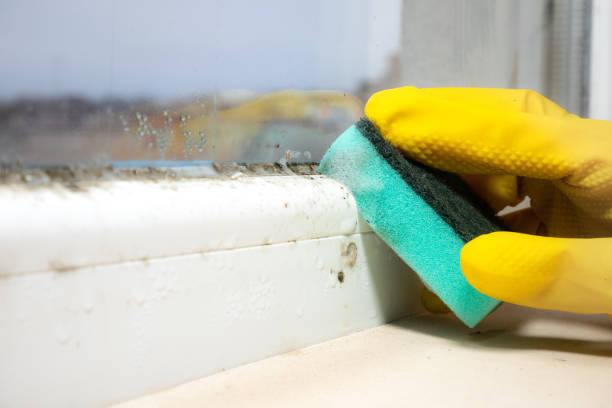 Best Commercial Mold Removal  in Fort Thompson, SD