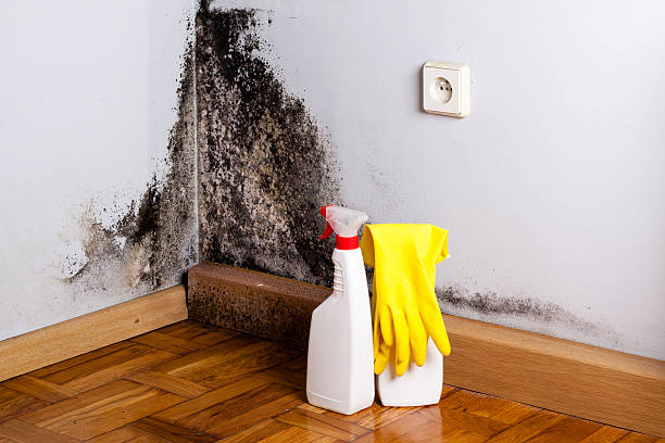 Best Attic Mold Removal  in Fort Thompson, SD